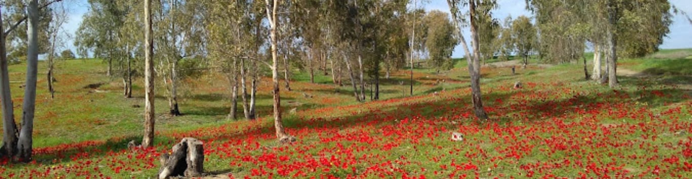 Description of the image
